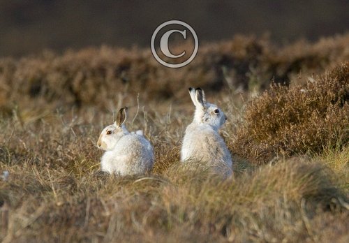Pair of Mountain or Blue Hares DM0748
